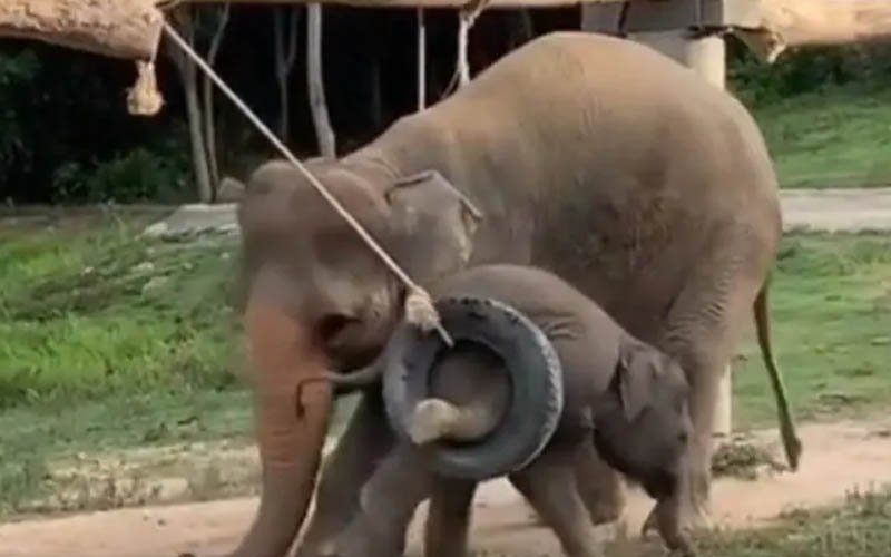 Aksi ibu gajah selamatkan anak tersangkut di tayar tular di laman sosial