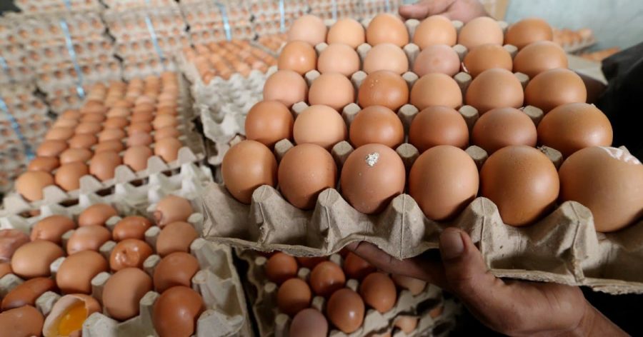 Kerajaan jumpa alasan gangguan bekalan telur