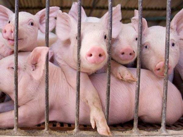 Harga makin mahal, kerajaan dicadang beri subsidi kepada penternak babi