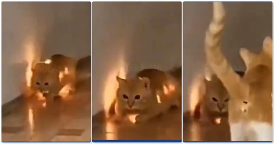 Fuh! Kucing ini telan lampu kelip-kelip, nampak lampu di dalam badan