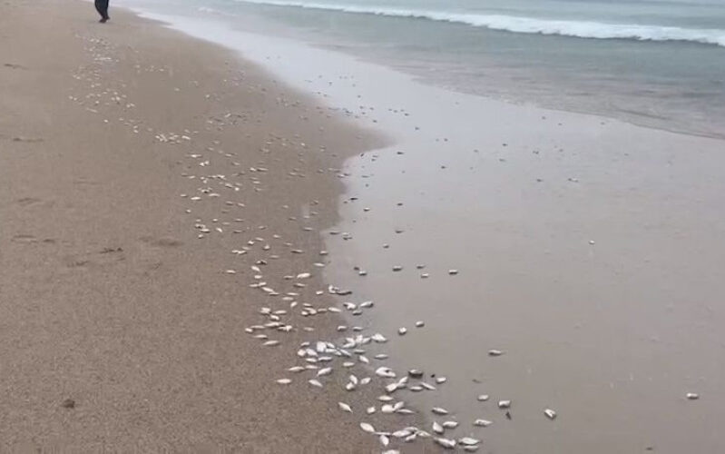 Ribuan ikan terdampar di pantai, nelayan ambil kesempatan masak seafood, pihak berkuasa minta jangan makan